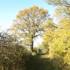 standard oak in autumn