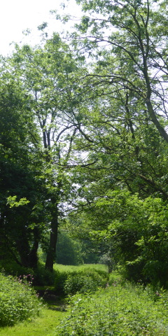 Potters Fen