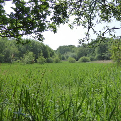 Scarning Fen