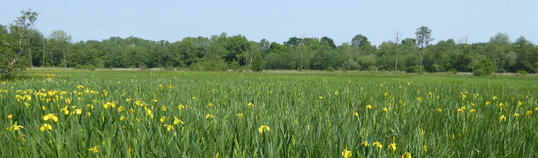 Water Meadows