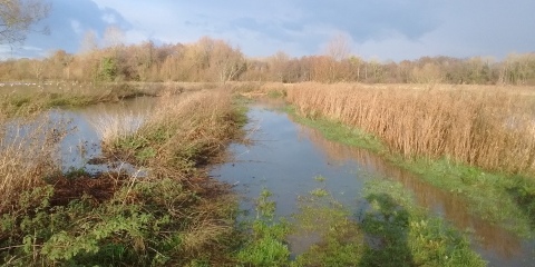 flooded meadow