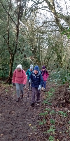 muddy tree lined track