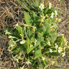 Primroses