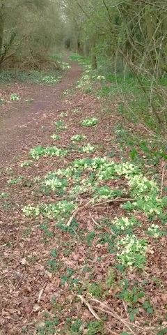 Primroses