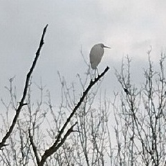 Egret