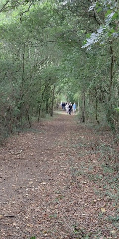 foliage tunnel