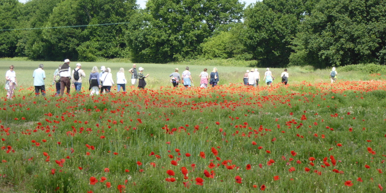 Wild poppy field