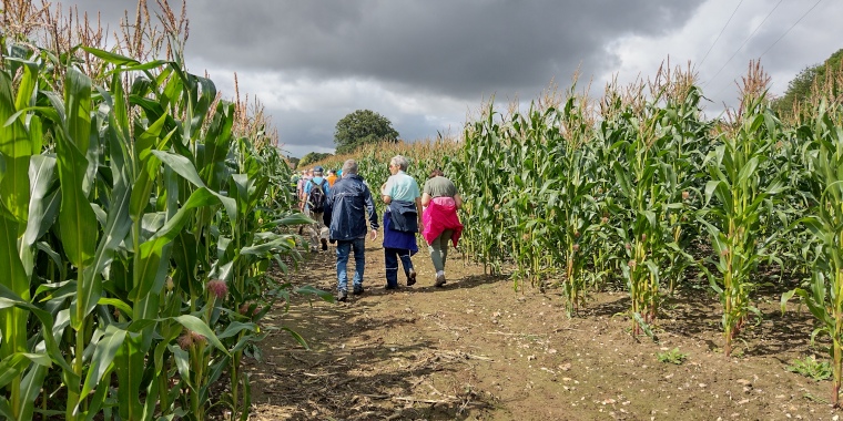 Walking through maize