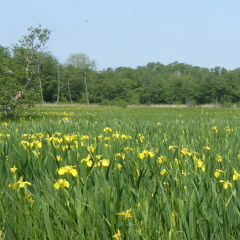 Water meadows in flower