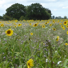 Wildflowers