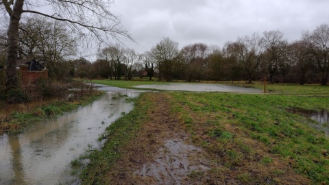 Flooded Neatherd