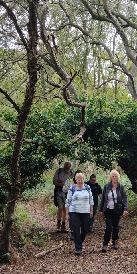Walking through woods