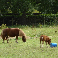 Pony and foal