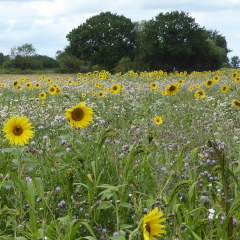 Wild flowers (planted)