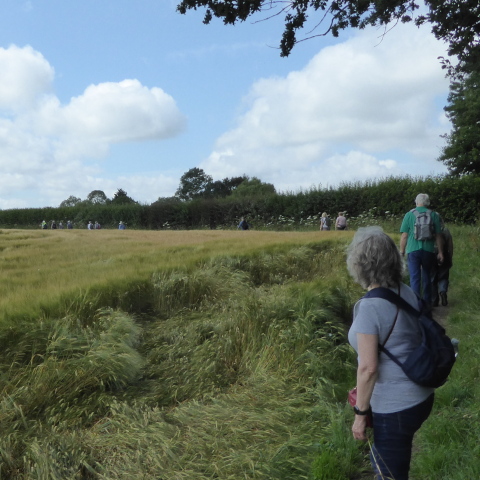 Walking along field boundary