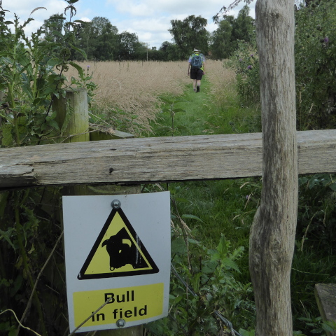 Bull in field