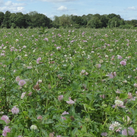 Clover field