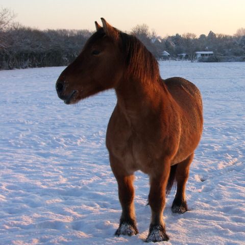 Horse (Cob) in snowy feild