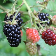 blackberries