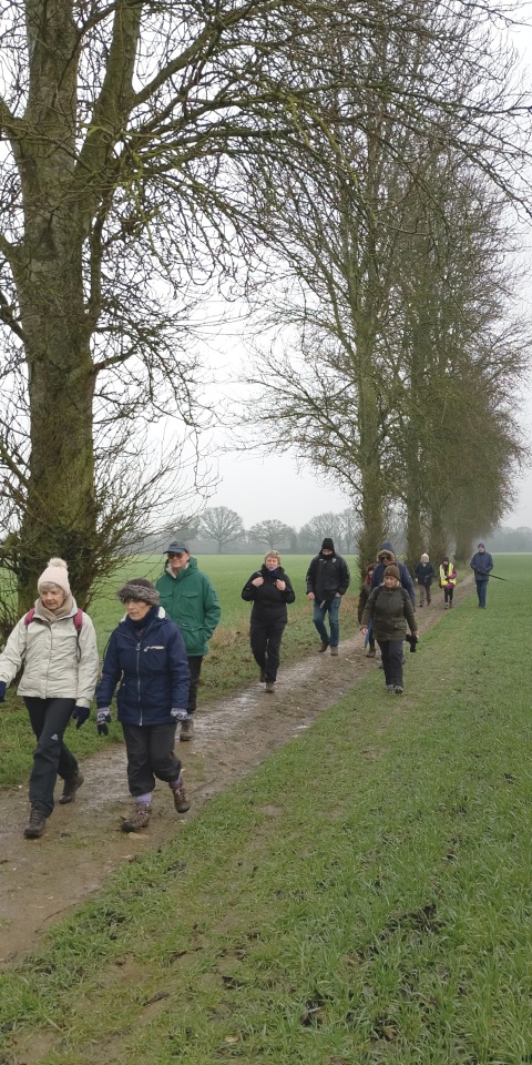 Walking on field edge under tall trees