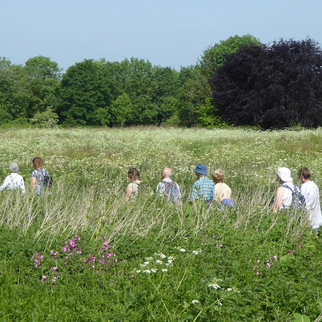 Mid-summer walking