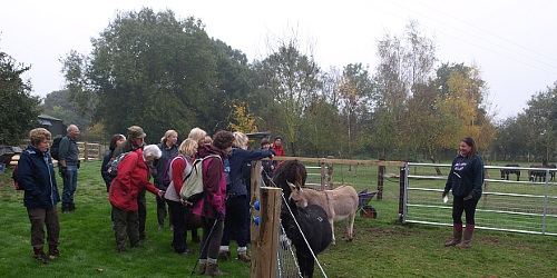 Donkeys and Alpacas