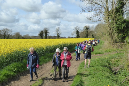 Walking past bright yellow crop