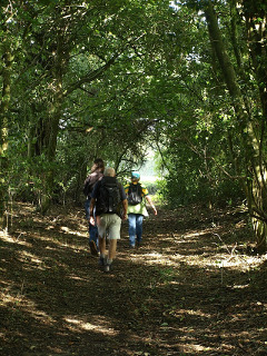 Walking through tree
avenue