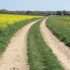 Track by rape-seed field