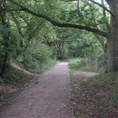 Surfaced path under oak tree