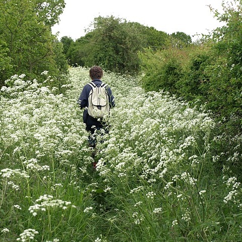 Overgrown footpath