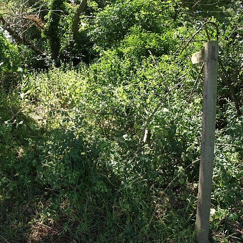 Fingerpost pointing to overgrown route